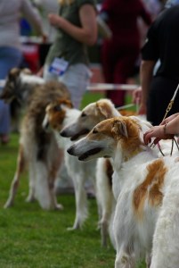 dog show borzois